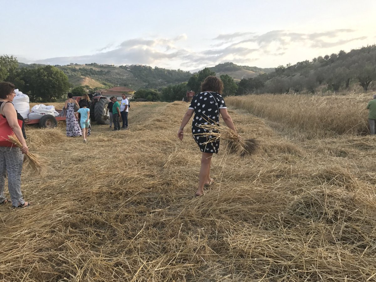 CalabriaSoul's tweet photo. Festa della Trebbiatura al Mulinum di San Floro, di contadini e crowdfunding #grano #Pane #Tradizione @caccavaris https://t.co/NHK8bLNwLt https://t.co/63pGPK9ueg