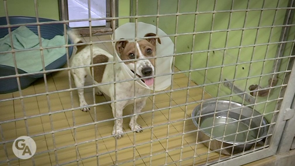 REPORTAGE : La Société Protectrice des Animaux dénonce la hausse des abandons cet été, bilan au refuge #Orgeval bit.ly/2gR2FhO