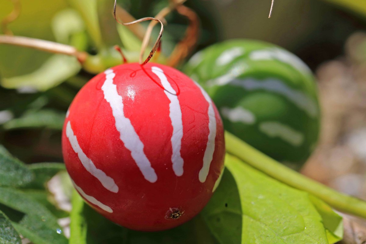 Twitter पर 片柳弘史 なんとも可愛らしい模様の 沖縄スズメ瓜 カラス瓜より小さいのでスズメ瓜と名付けられたとのこと オモチャ瓜 の別名もあります