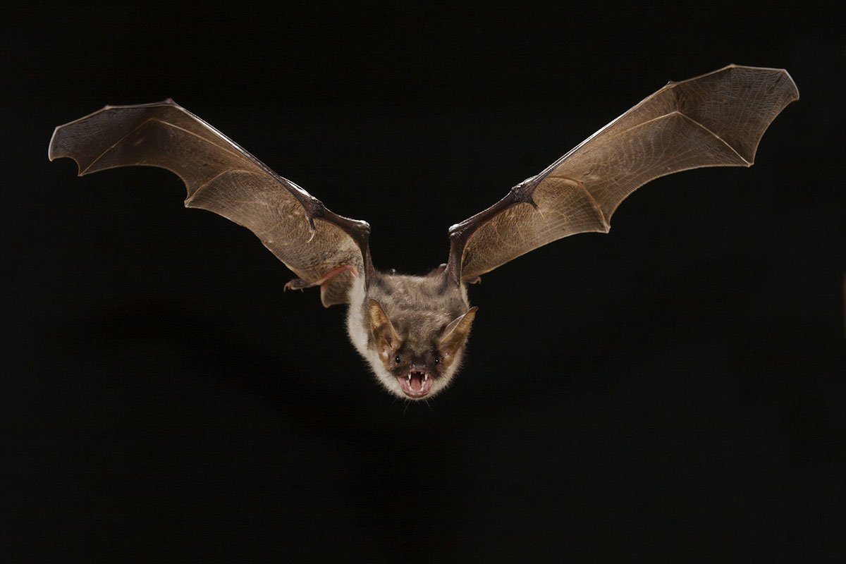 scienceXenia's tweet photo. New Scientist: Bats crash into #windows because of a #glitch with their #sonar  #solidMaterial #gapsRather https://t.co/utx6EbvfVd https://t.co/RKjb8HASTi