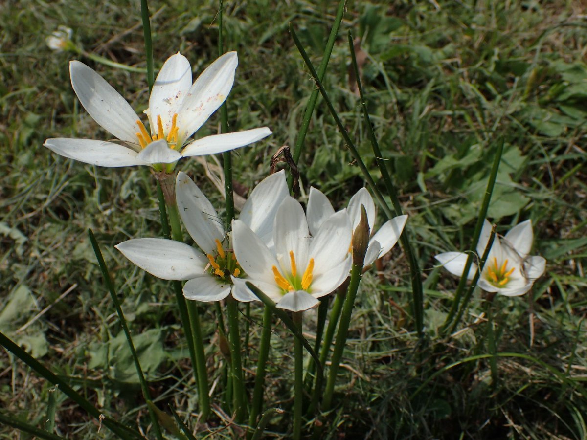 神代植物公園 ニュース タマスダレ ゼフィランサス は 南米原産のヒガンバナ科の植物で明治はじめに日本に渡来しました 花言葉 は 汚れなき愛 白くて清純なイメージの花にピッタリの言葉です 水生植物園にて開花中 月曜休園 タマスダレ 花