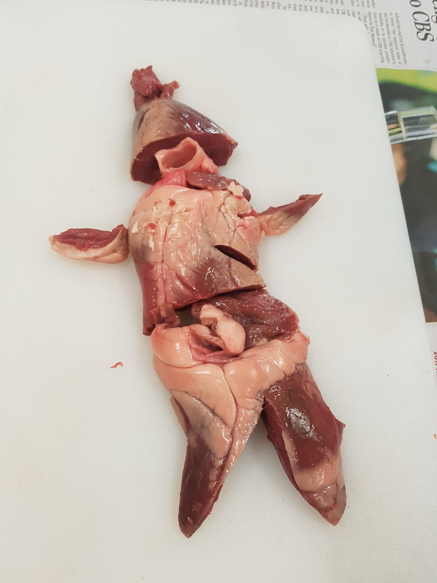 rangabrarian's tweet photo. #steam in the science lab... year 8s made a 'person' out of their heart dissection materials. That's the ART bit right? https://t.co/QdsnmZ5eLa