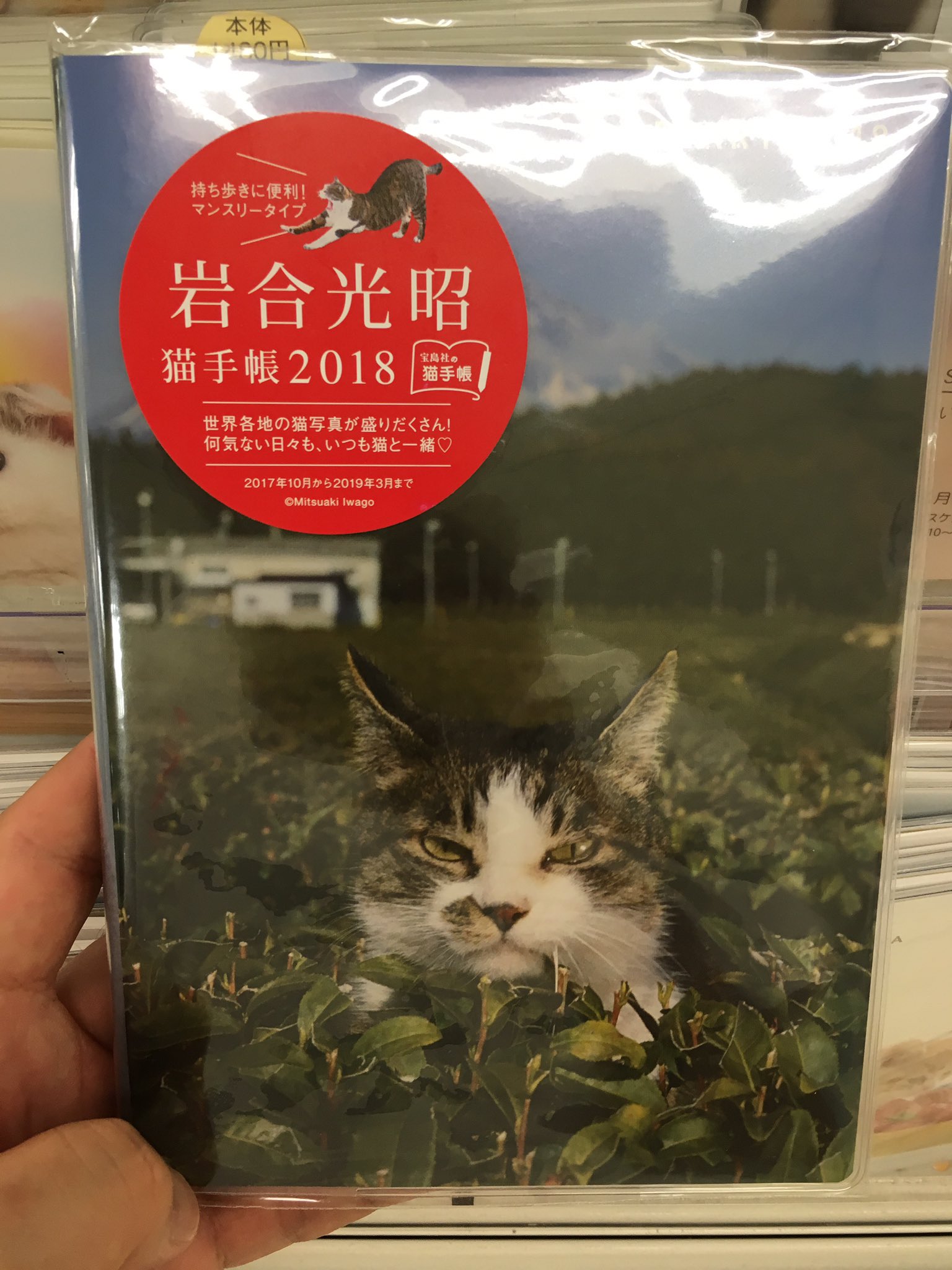 東急ハンズ心斎橋店 岩合光昭さんならではの自然な猫の写真が満載 四季折々を猫と送れる 猫好きにはたまらない 岩合光昭 猫手帳18 1 480円 税 東急ハンズ 心斎橋店7階にて販売中です ダイアリー 岩合光昭 猫 T Co Urgummepnu Twitter