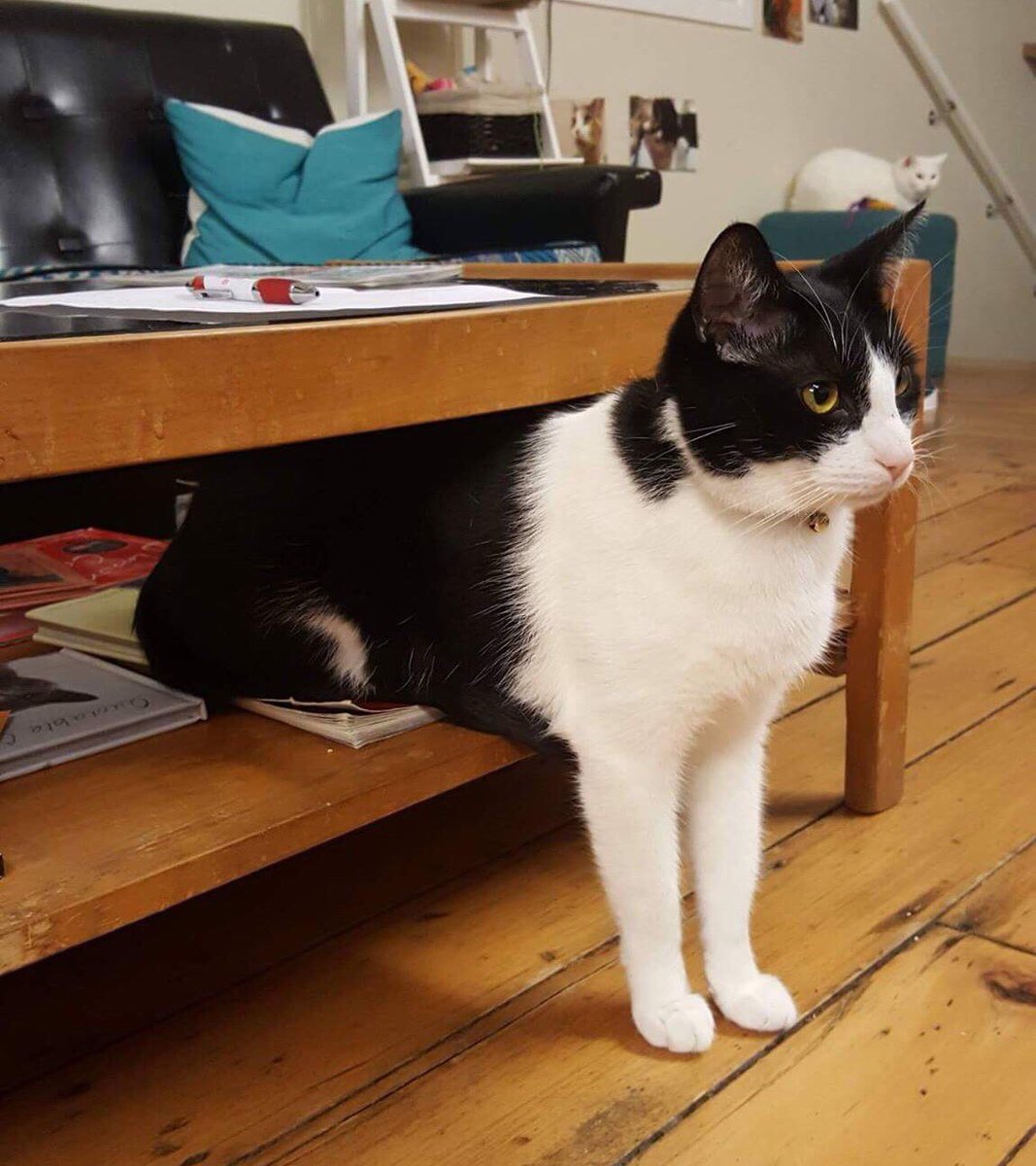 purrsandbeansnz's tweet photo. When you want to loaf but not too much π€£ #Bandit #halfloaf #loafcatfail #strangecatposes #baristacats https://t.co/kl35vqpCxt