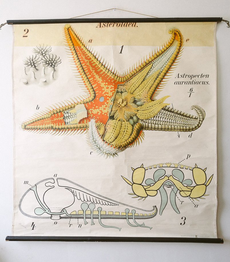 Starfish Chart