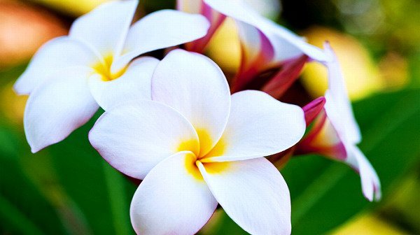 世界の花図鑑 プルメリア ハワイを代表する花として有名でハワイのホノルル空港を抜けるとプルメリアの花の香りが漂います 満月の夜明けにプルメリアの花を集めてレイ 花飾り を好きな人に渡すことができれば その夢が叶うという言い伝えがあります