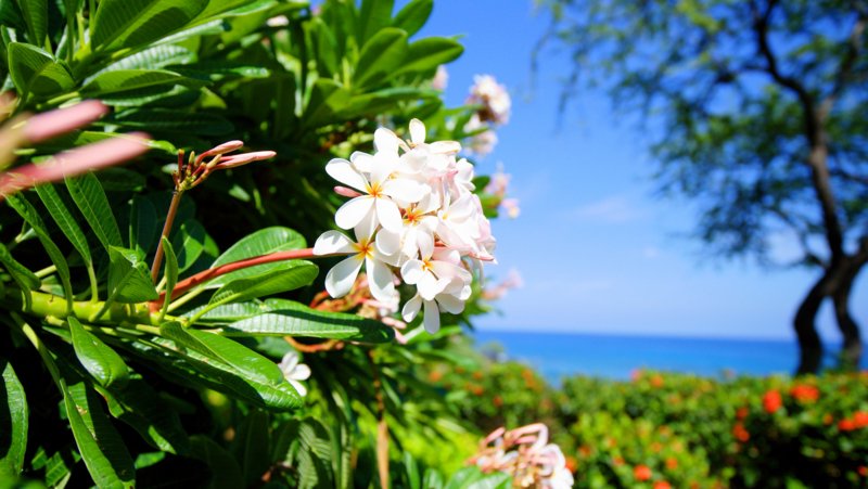 世界の花図鑑 プルメリア ハワイを代表する花として有名でハワイのホノルル空港を抜けるとプルメリアの花の香りが漂います 満月の夜明けにプルメリアの花を集めてレイ 花飾り を好きな人に渡すことができれば その夢が叶うという言い伝えがあります