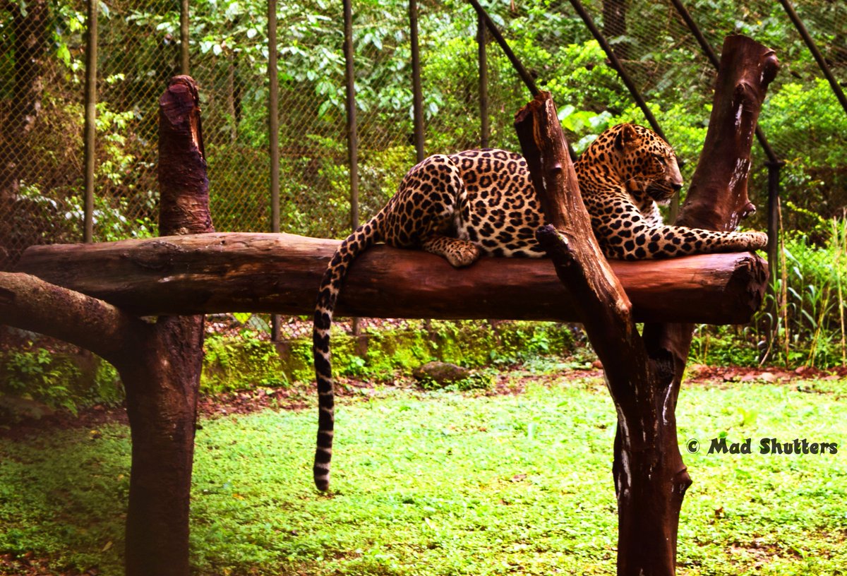 MadShutters's tweet photo. #IncredibleIndia 
#SwachhBharat 
#IITTM
#UNWTO
@incredibleindia 
@TourismGoa 
Wildlife at Goa .... Bondla Wildlife Sanctuary, Ponda, Goa !!! https://t.co/TveX6heulE