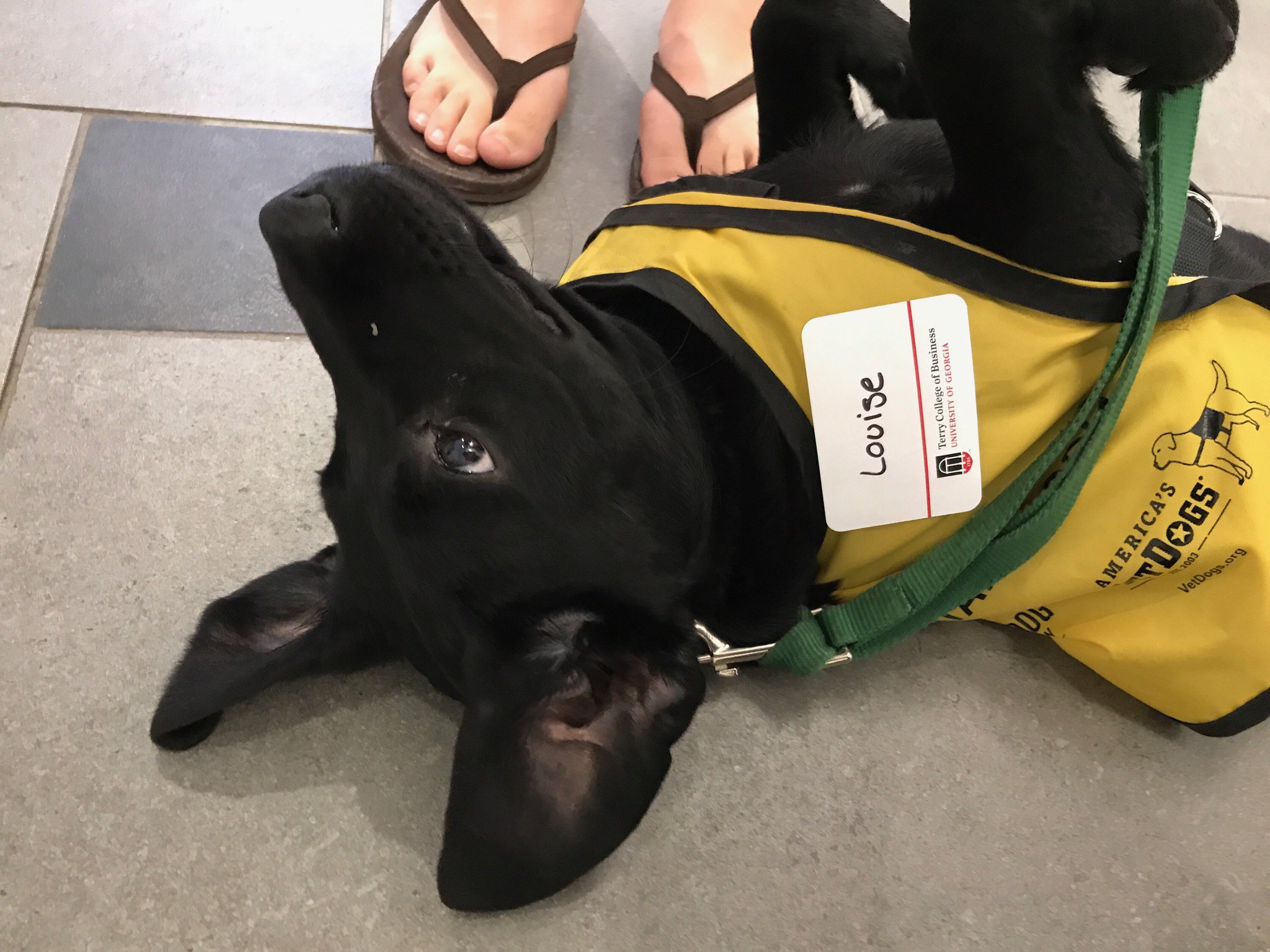 guide dog foundation uga