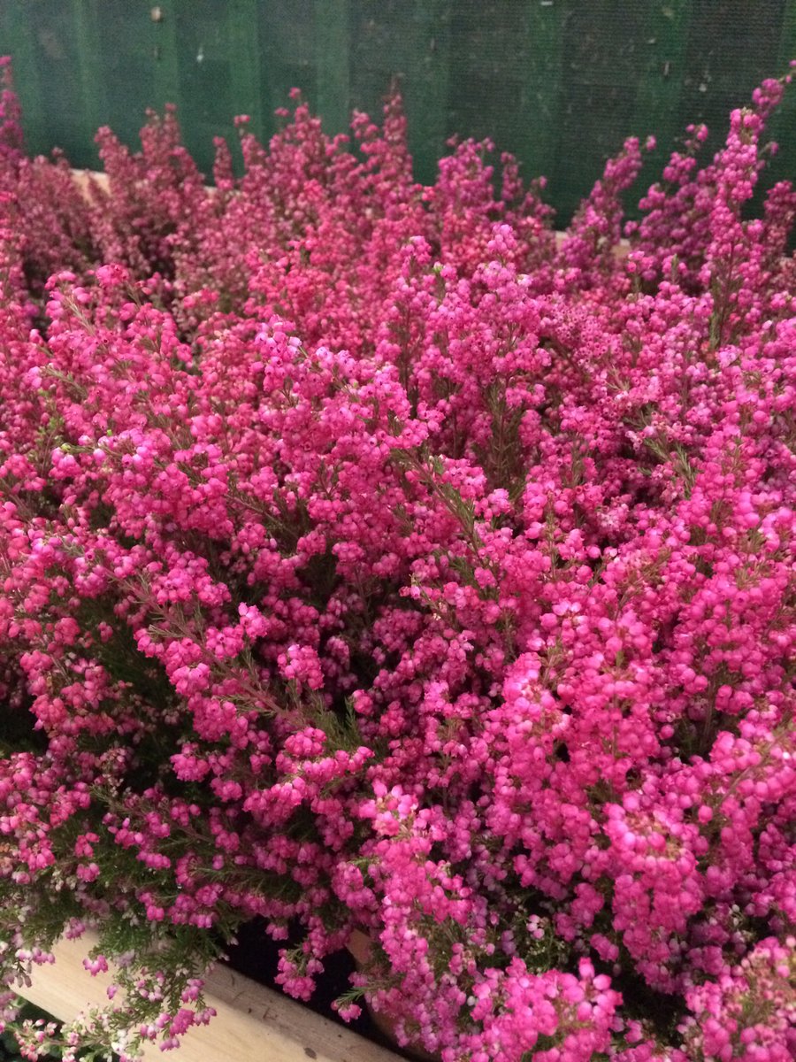 Glorious autumn colour at The Palace Gardener @tpgsw6 instagram.com/p/BYwMVUGnYSA/… #HGgarden #gardening #plants #flowers