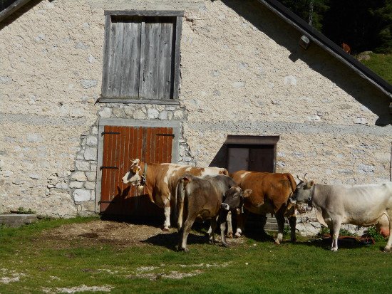 E' tempo di "desmontegada", è tempo di malghe!
Leggi ➡️ bit.ly/2xb05cm