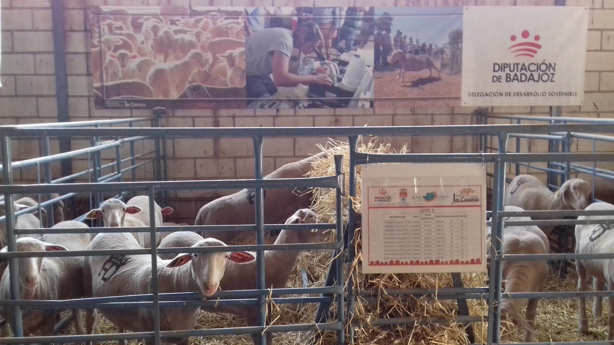 Feliz #DíaDeExtremadura desde el XXII Salón Ovino de <a href="/aytocastuera/">Ayto. Castuera</a> las Ovejas #Merinas de <a href="/DipdeBadajoz/">Diputación de Badajoz</a>  están listas para la subasta de hoy