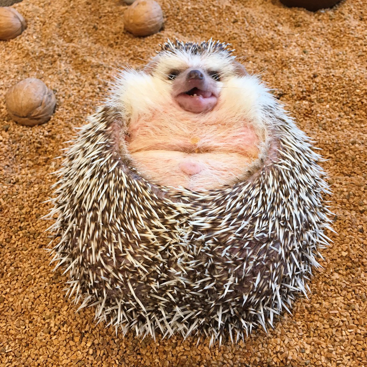 ハリネズミカフェ®︎ HARRY六本木本店 on X