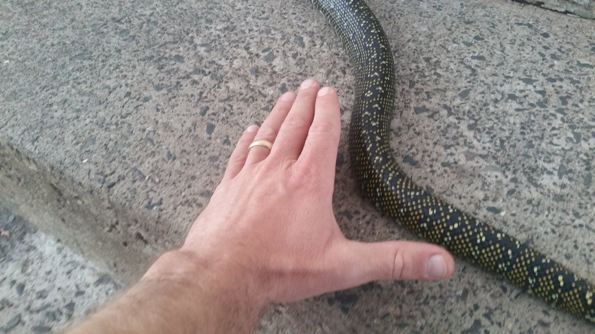 DigLewis's tweet photo. The joys of life in Australia @fairuza a humbling interaction with a Diamond Python. Harmless and left unharmed. How's things in your world? https://t.co/jStnMuYvNi
