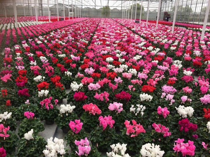 Ze zijn weer volop leverbaar!!#Groot bloemige #cyclamen pot 17