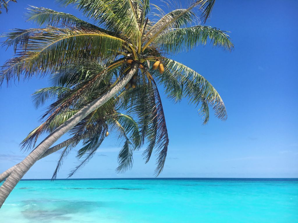pbmaldives's tweet photo. Shades of Blue...

#Shadesofblue #Turquoisewater #Palms #Lagoon #Maldives #Travel #Takeabreak #Paradise #PalmBeach #IndianOcean #Summervibes https://t.co/tAtSauCTKo