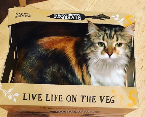 Lostbox - London tweet media