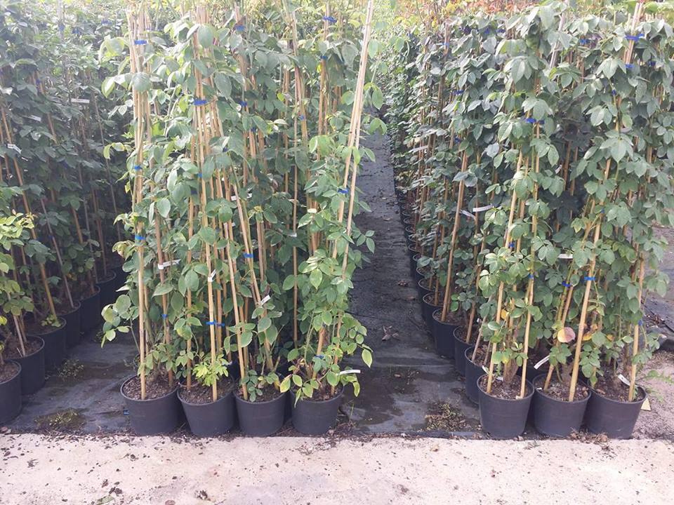 jardindalmau's tweet image. ¿Sabías que #Producimos una gran cantidad de #Rosales de diferentes tipos? Bajos, Rastreros,Trepadores, Copa. #Visítanos