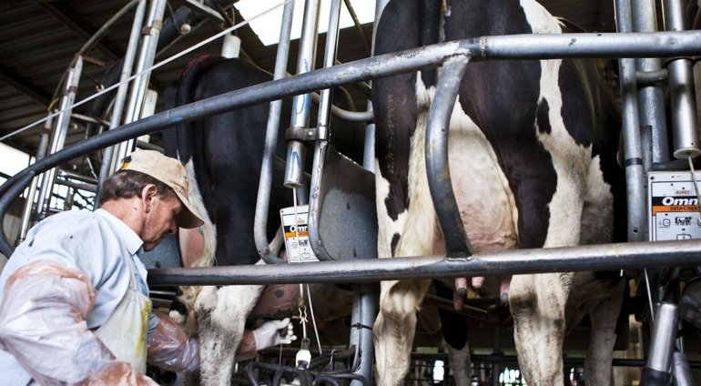 Rurales | 2017, otro año de retroceso para la lechería