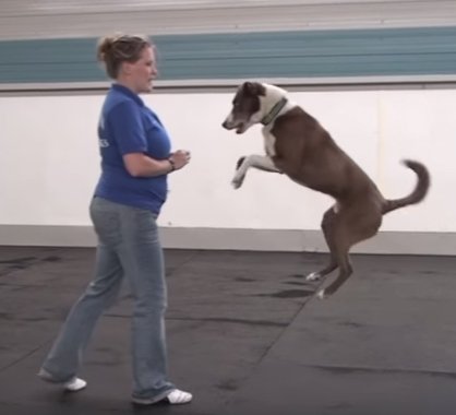 FourFriendsGB's tweet photo. 8 fun tricks you can teach your dog to do thanks to  @McCannDogs https://t.co/uXK5eoBldi https://t.co/BgdX84WFd7