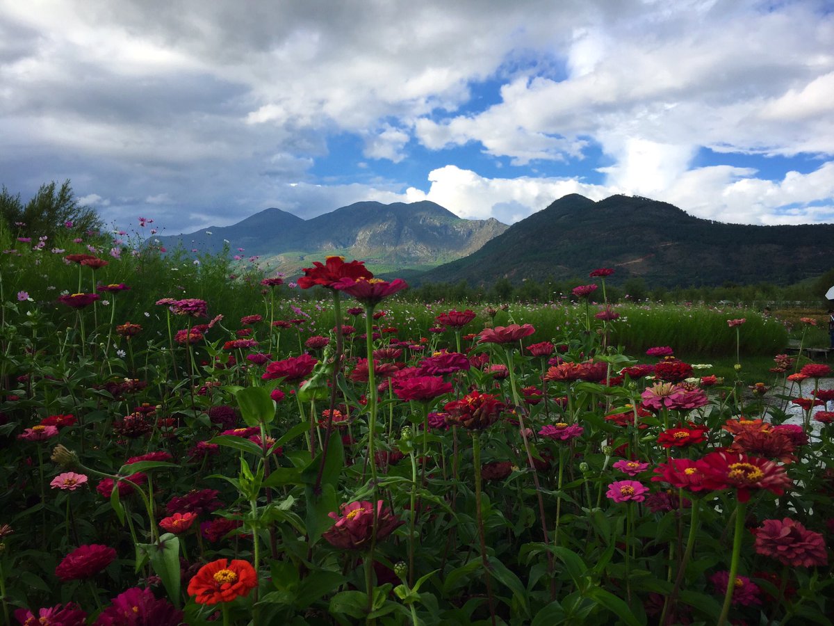 alwaysellen's tweet photo. Flowers against the stunning mountains of Yunnan China. @Aeroplan #withAeroplan https://t.co/WKY4oA8L4M