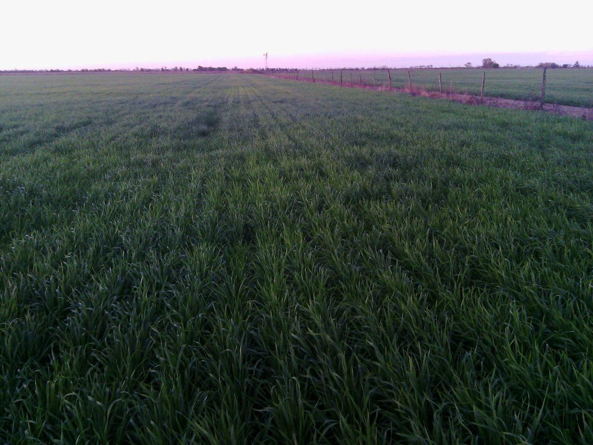 Circulo Verde tweet media