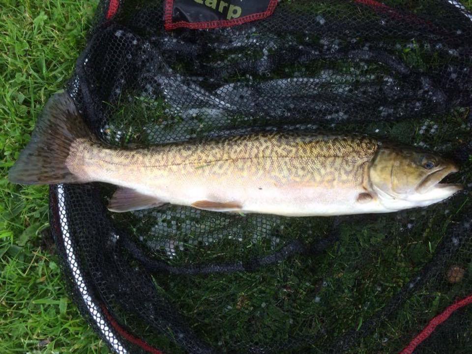 Lovely tiger trout caught yesterday from Top lake, flies working well at moment cdcs/hoppers/buzzers, come and cast a fly