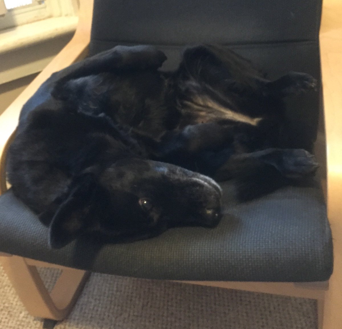 screamqueen084's tweet image. Kaylee thinks it's too early. #dogsofwftda #dogsofwoofta