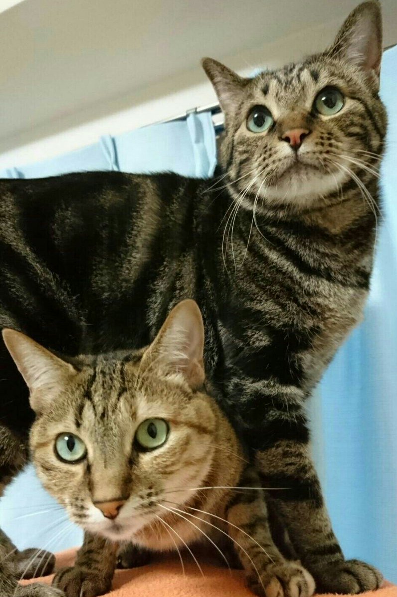 jumpkou's tweet photo. にゃんず
#猫 https://t.co/8I808rBZCf