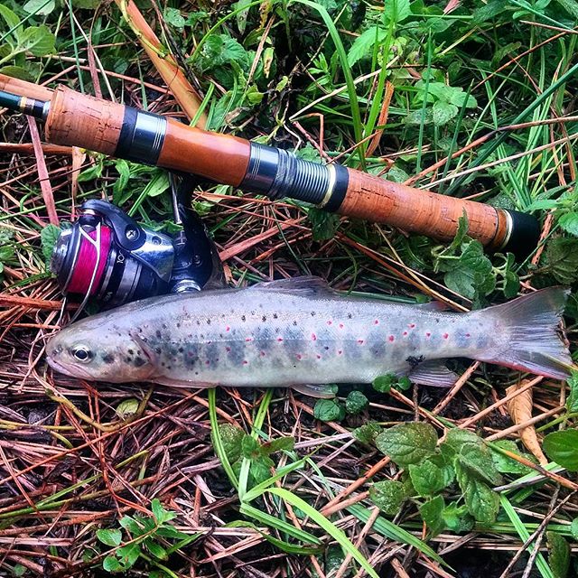 mizantee7's tweet photo. #fishing #fishingisfun https://t.co/mmPAAaQch4
