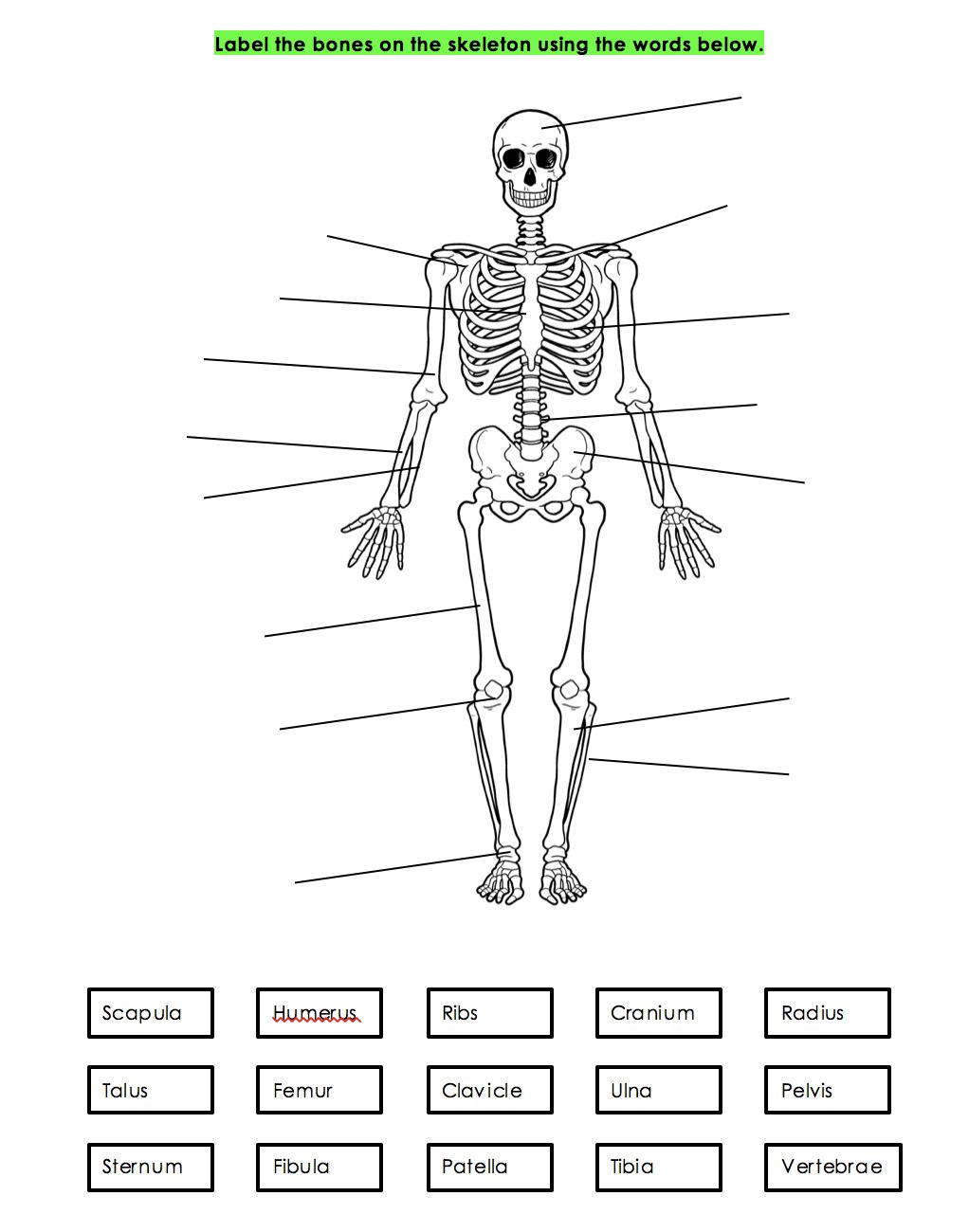 Miss Fentiman on Twitter: "AQA GCSE differentiated worksheets for Intended For The Skeletal System Worksheet