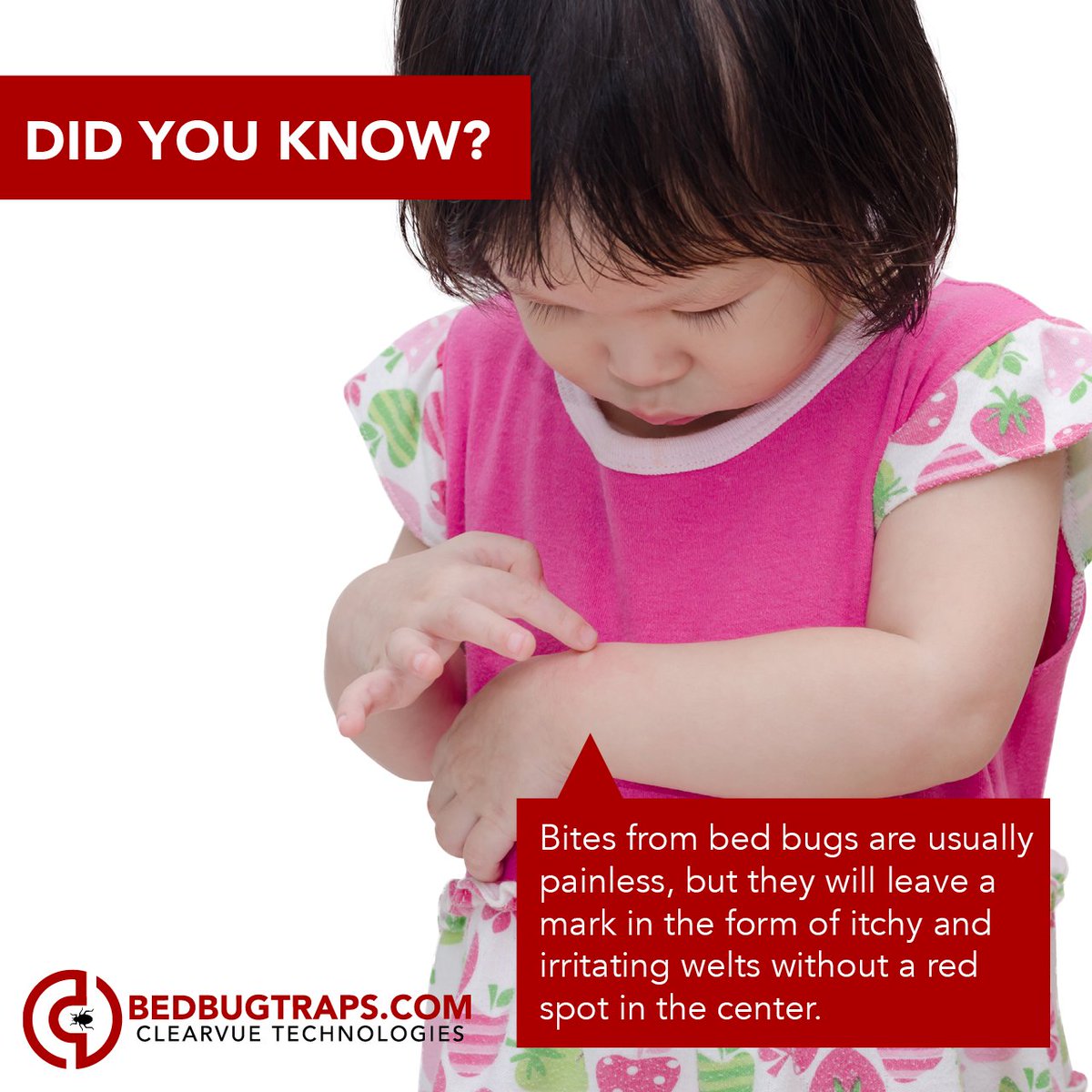 ClearVueTraps's tweet image. The difference between a flea bite & #bedbug bite is minor, but it can have a major impact! Learn more at bedbugtraps.com #ClearVue