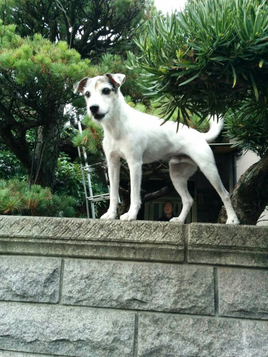 みー 拡散希望 9 8お昼頃に福山市水呑町で行方不明になった迷い犬 を探してます ジャックラッセルテリア オス 体重7kg 13歳 体は白で頭に茶色と黒の模様あり 老犬で腎臓も弱く心配です 情報ありましたらお知らせください 書き込み もしくは福山西 みー 拡散希望 9 8お昼頃に福山市水呑町で行方不明になった迷い犬 を探してます ジャックラッセルテリア オス 体重7kg 13歳 体は白で頭に茶色と黒の模様あり 老犬で腎臓も弱く心配です 情報ありましたらお知らせください 書き込み もしくは福山西