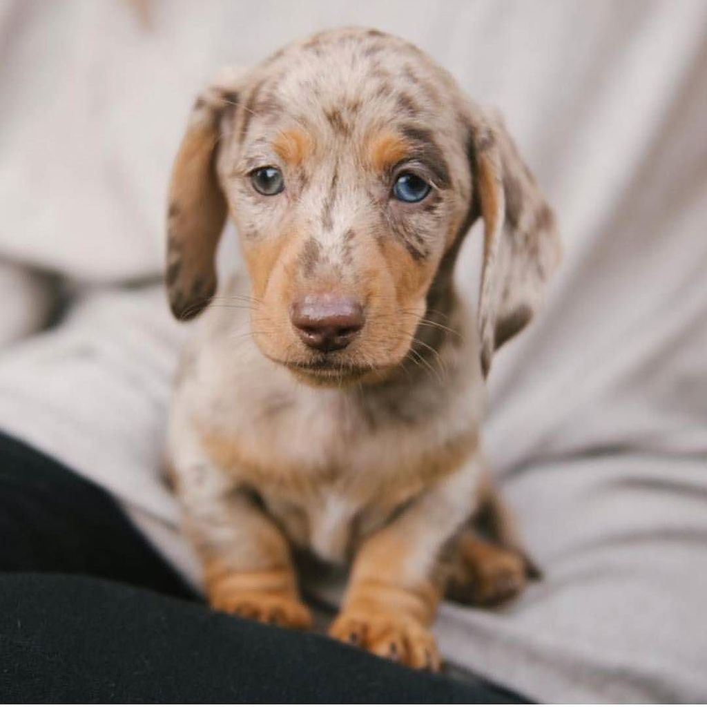 HugADachshund's tweet photo. A perfect puppy 🐶😇 - @onatahdachshunds
▪▪▪
#Hugadachshund #dachshund #dachshunds #dachshundoftheday #dachshundsofi… https://t.co/3e0ySuqLN3 https://t.co/WJUwM67PTh
