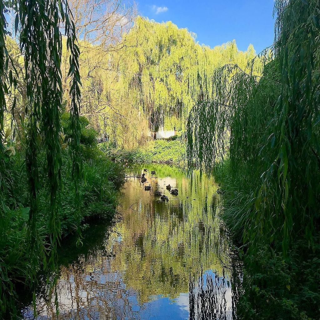 CrayRiverway's tweet photo. River Cray near Brook Way, St Paul's Cray. #rivercray #crayriver #stpaulscray #orpington #kent https://t.co/Yrj2hGW1ax https://t.co/L6l91Cvl2F