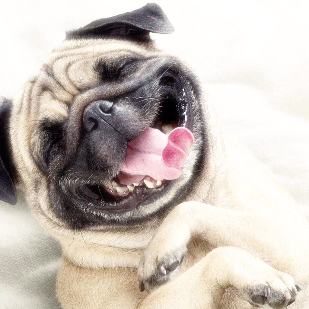 Smile! It's FriYAY! #smilespowder