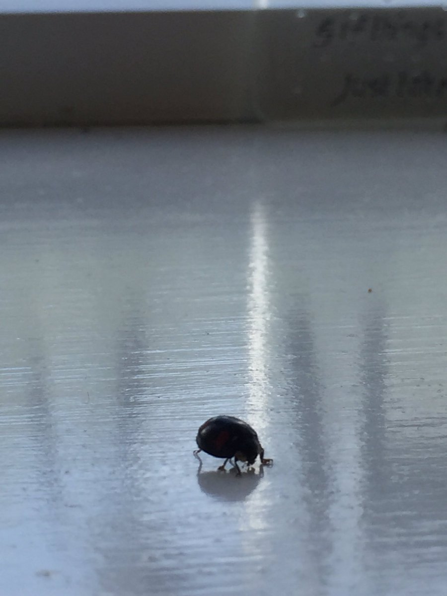 iRoamTours's tweet photo. Some people have office dogs. We've gone postmodern. We've got an office ladybird! Beat that twitter. #ladysharon #officeladybird https://t.co/eILRB5QX3S