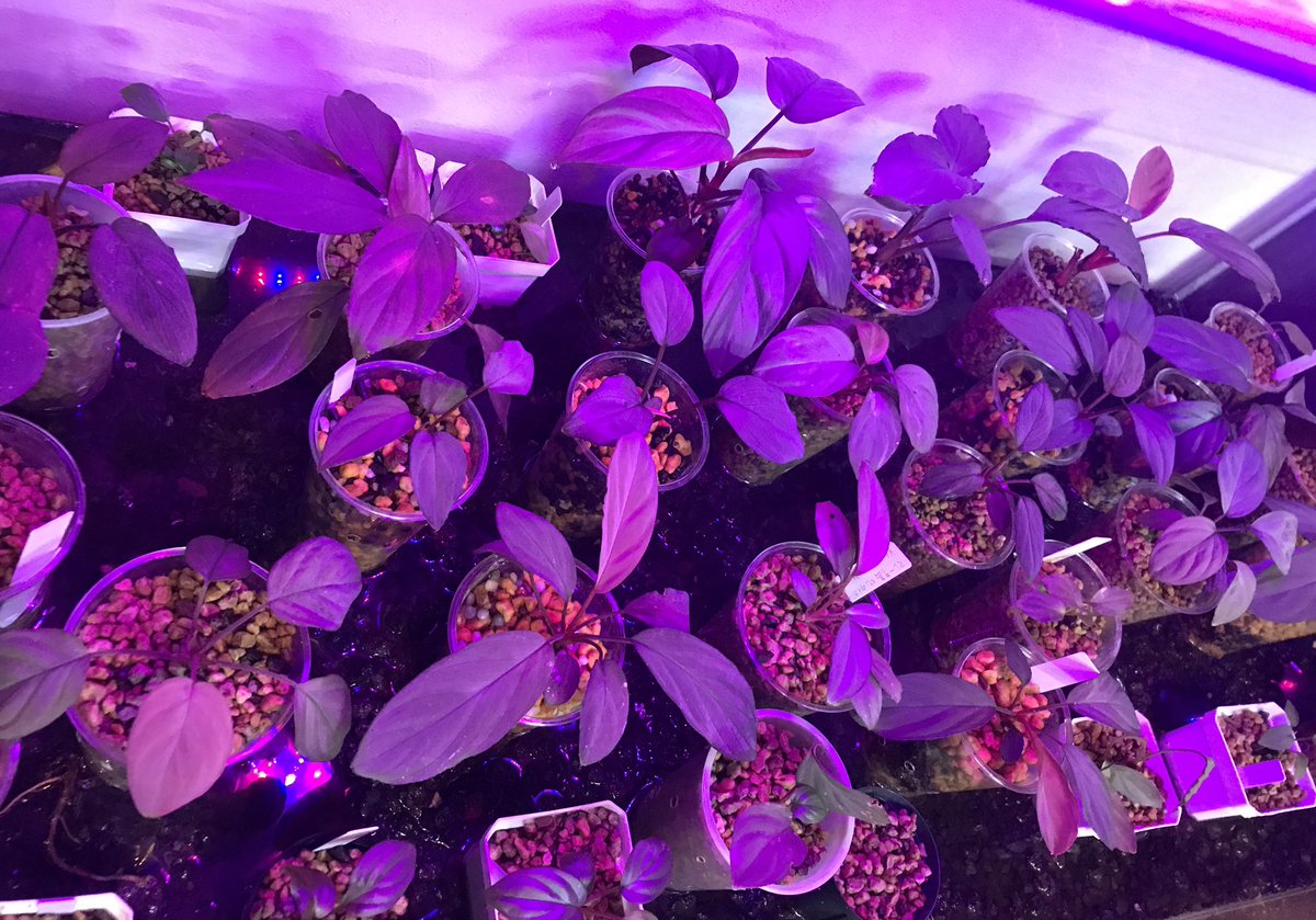 ryoku_33's tweet photo. .
銀ホマで
これをやりたかった!
でもまだスカスカ...
.
#homalomena
#pinkrvelvet
#Silvervelvet
#redsilver
#plants
#jungleplants
#indoorplants
#観葉植物
#熱帯植物 https://t.co/vHncgSHVJS