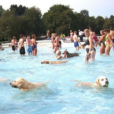 Lekker zwemmen met je hond.... Dat kan a.s. zondag in het #Hessenbad. Kom jij ook?

#zwemmen #hond #zwembad

m.facebook.com/story.php?stor…
