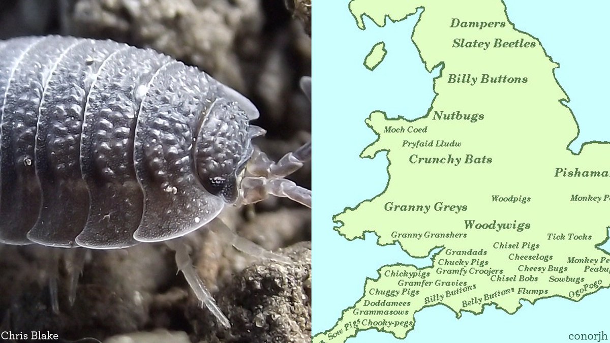 Revealed: what people around the UK called woodlice