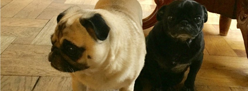Agentur_e_h's tweet photo. Schönes Wochenende an alle! Unsere Mops-Lieblinge können es kaum erwarten... #berlinfaces #weekend #puglovers https://t.co/2mDMubrkAo