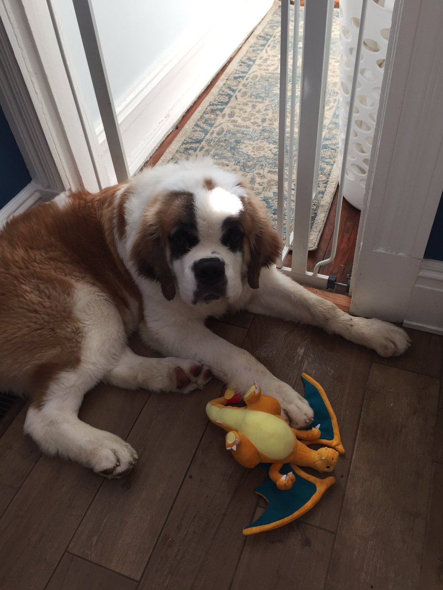 mydpy's tweet image. Wild CHARIZARD appears! Jefferson uses Slobber. It's super effective! Thx @NintendoNYC #slatonsaints #rva #saintbernardpuppies #pokemon