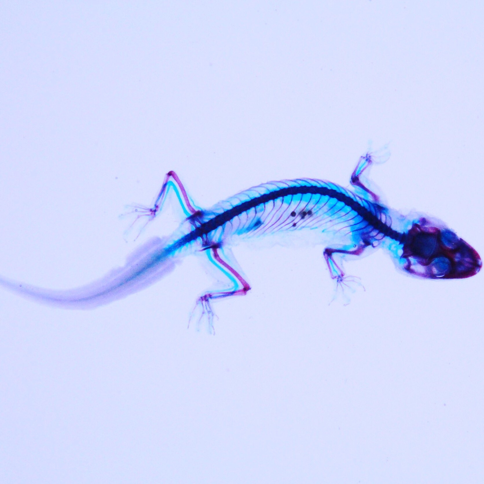 透明屋パク@次回ナゴレプ！ on X: 