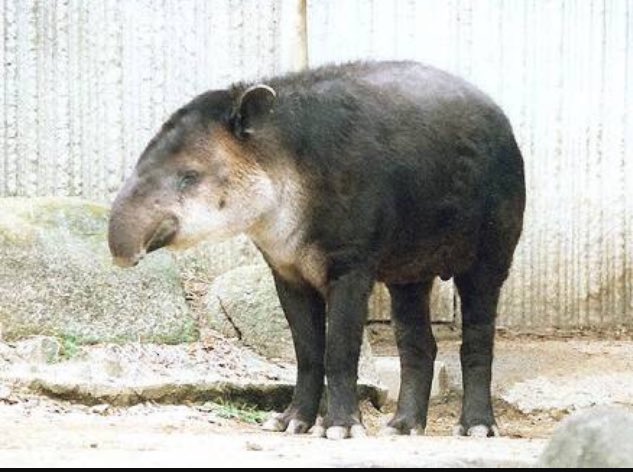 生き物紹介 Vxjgkhmrmpxtm0c Twitter