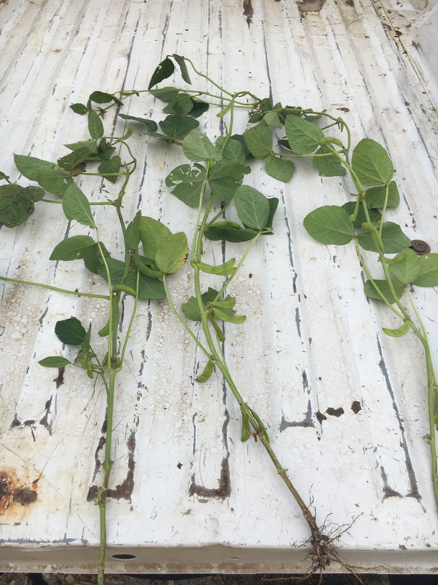 aarsend's tweet photo. @CanolaTrish @Coop_Ag Your soybeans are definetly further along than ours #cropsofthefuture https://t.co/DjZ2IbikXM