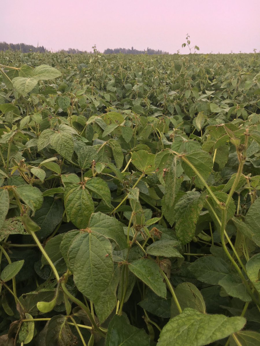 aarsend's tweet photo. @CanolaTrish @Coop_Ag Your soybeans are definetly further along than ours #cropsofthefuture https://t.co/DjZ2IbikXM