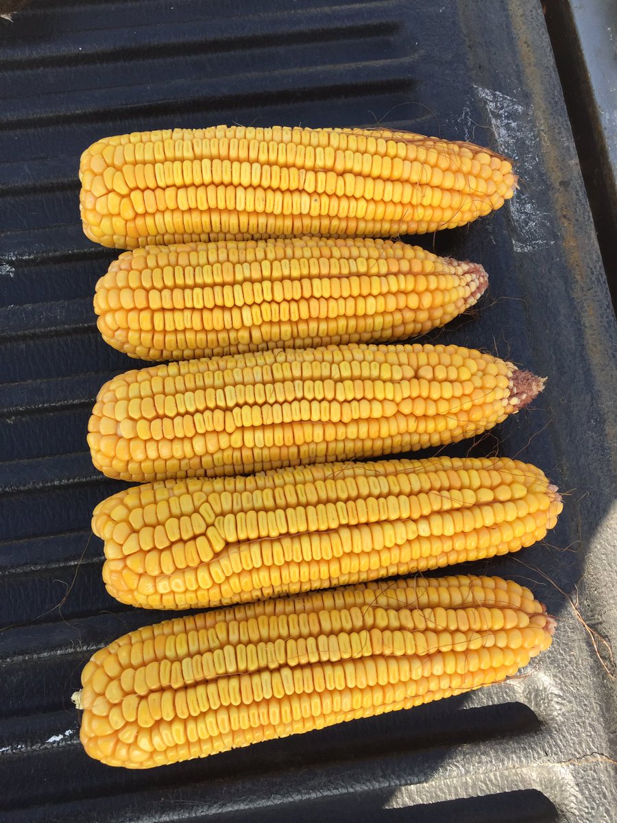 15" rows leader hybrid P0157AMX south of Granville. Very consistent.
