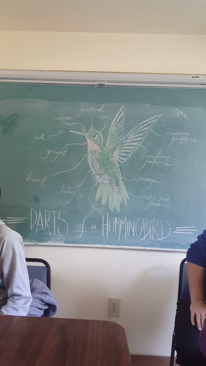 CSU_SEEDS's tweet image. The parts of a Hummingbird.