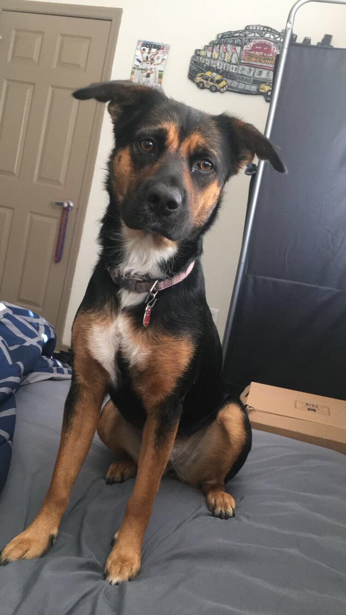 rottweiler beagle mix