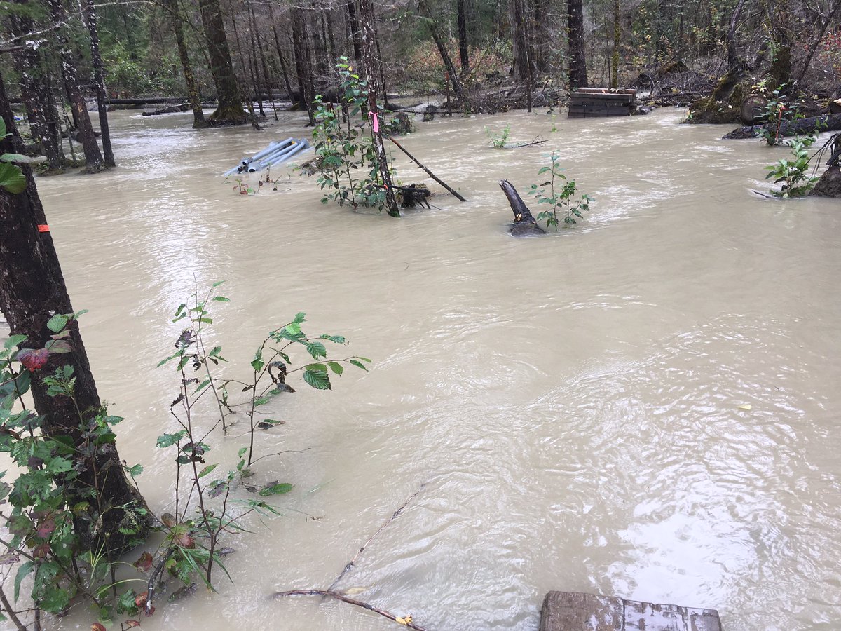 Forest with water covering the ground.